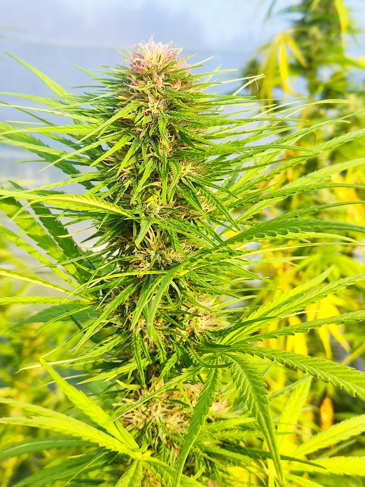 Durban CBD/CBDV