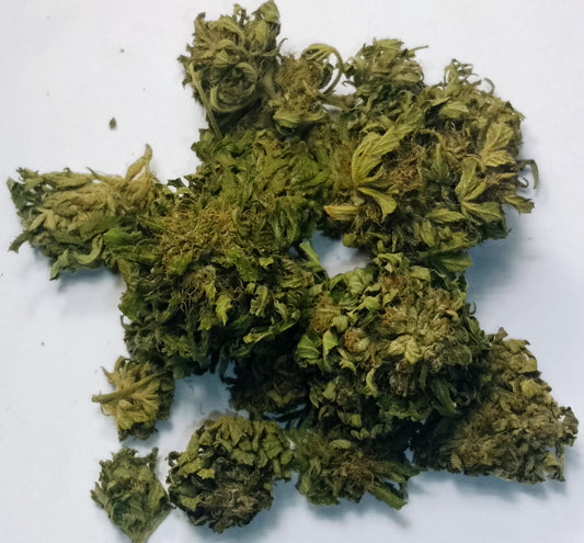 "Fleur de chanvre CBG Green Haze, tête outdoor, culture sol vivant bio conversion, Bretagne"