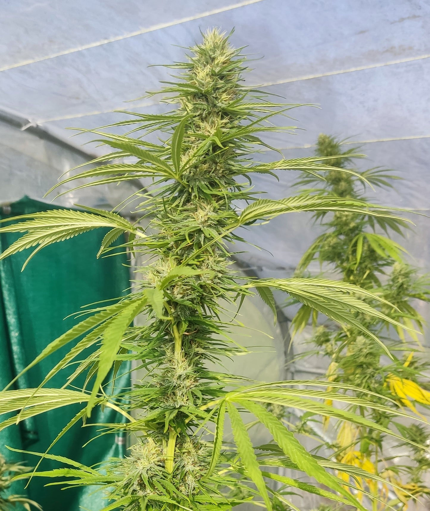 Skunk CBD/CBDV