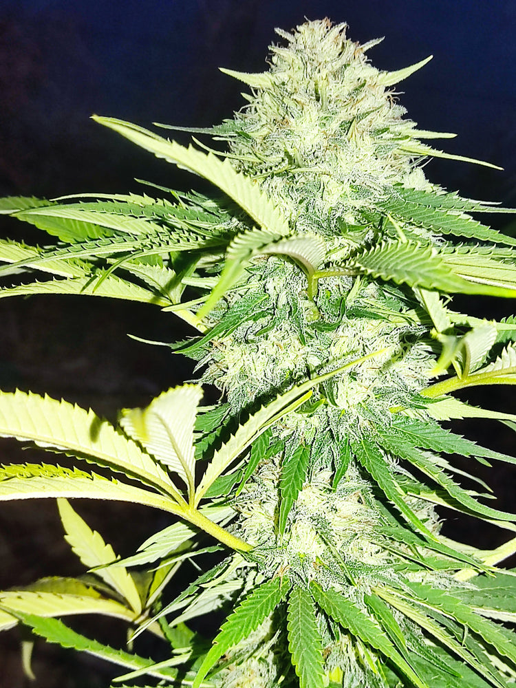 Nos fleurs CBG
