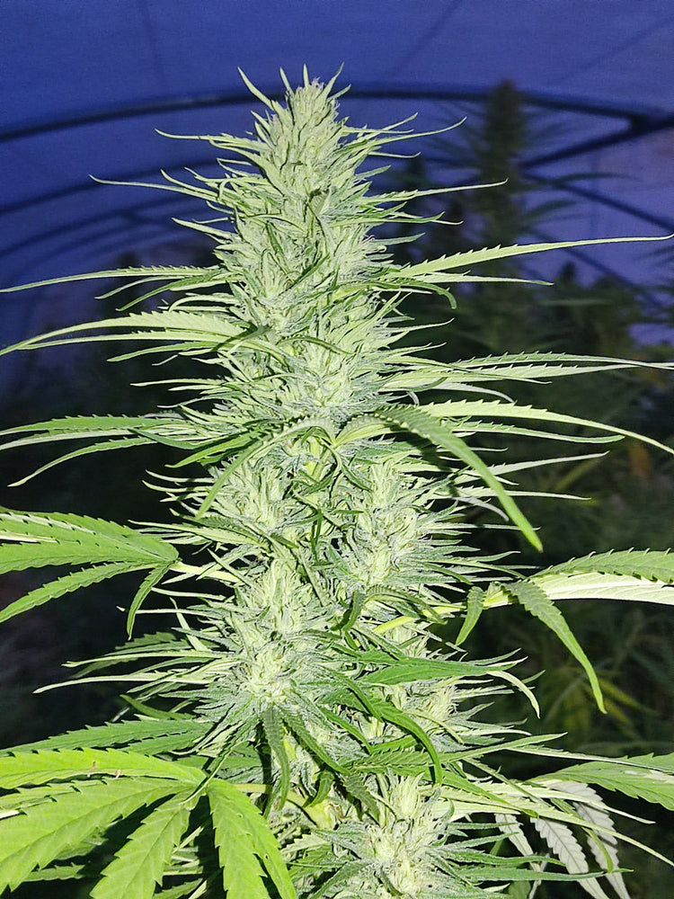 Nos fleurs CBD