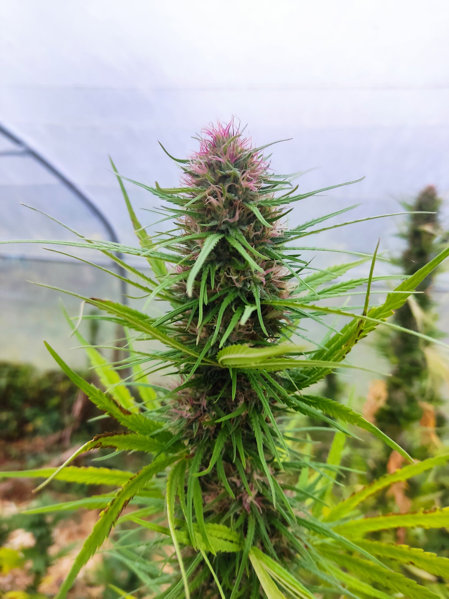 Durban CBD/CBDV