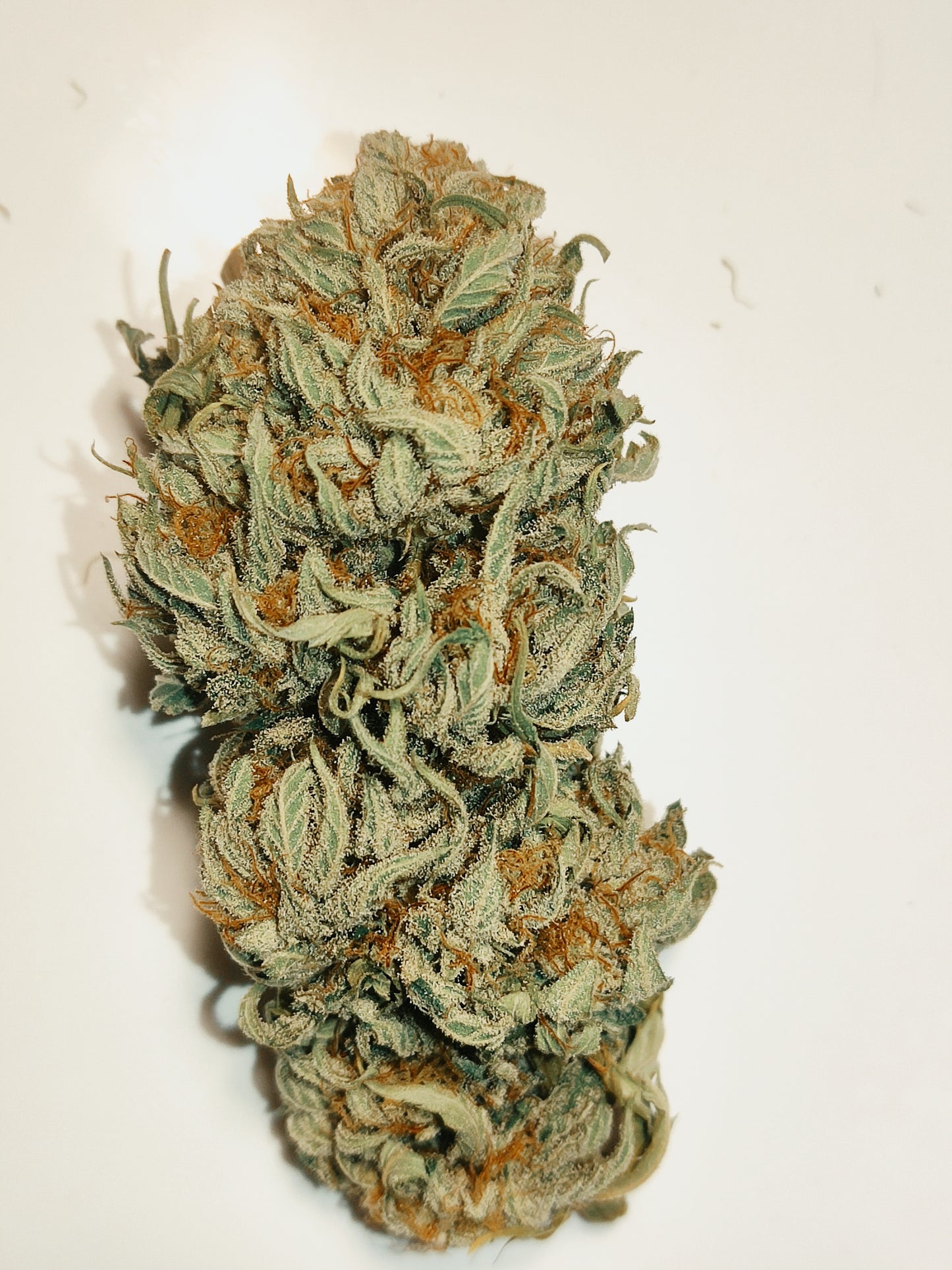 Fleur de chanvre CBD White Widow, tête greenhouse vert résineuse aux pistils orangés et trichomes blancs, sur fond blanc