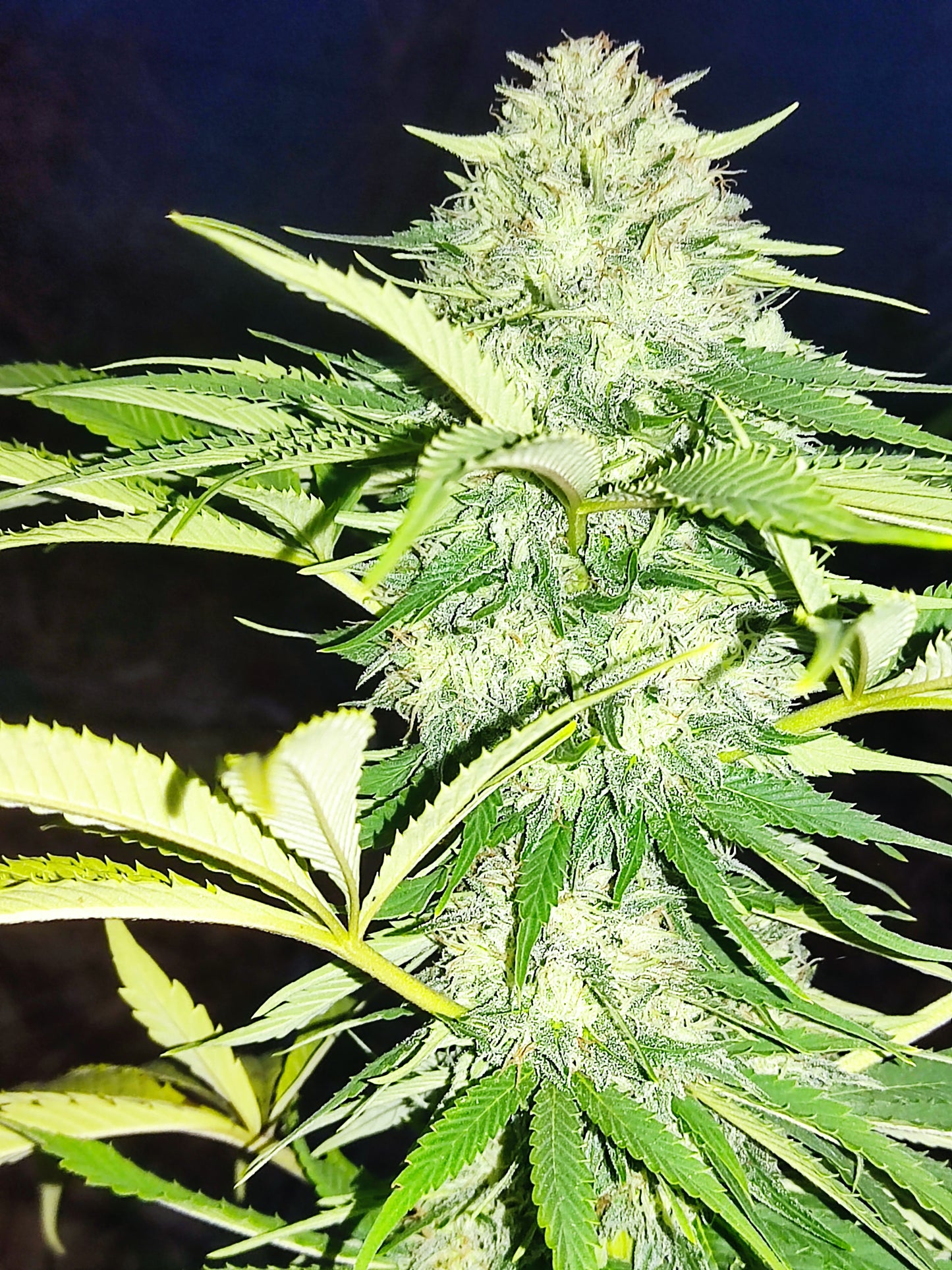 White Widow CBG