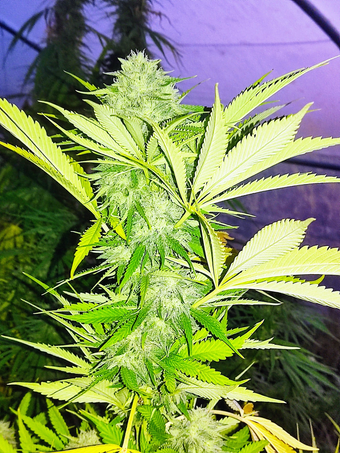 White Widow CBG