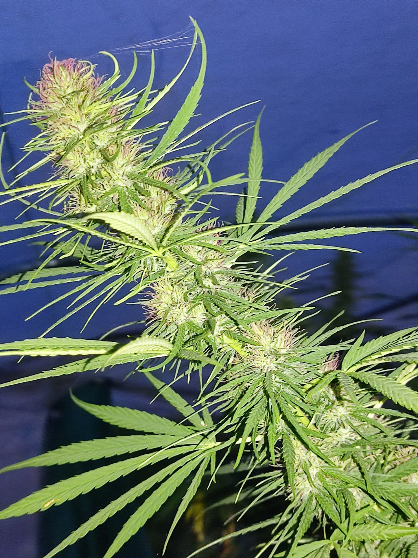 Durban CBD/CBDV