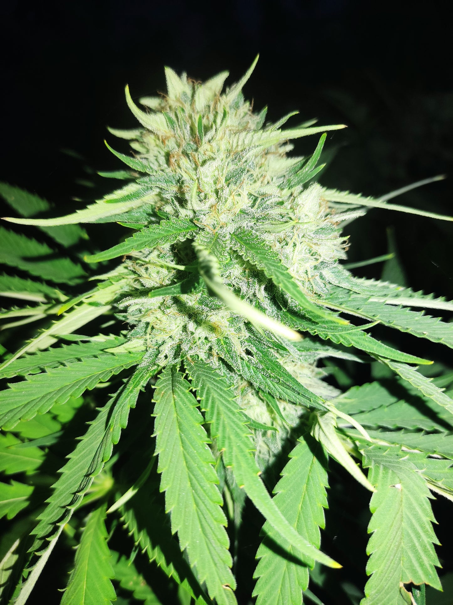White Widow CBG