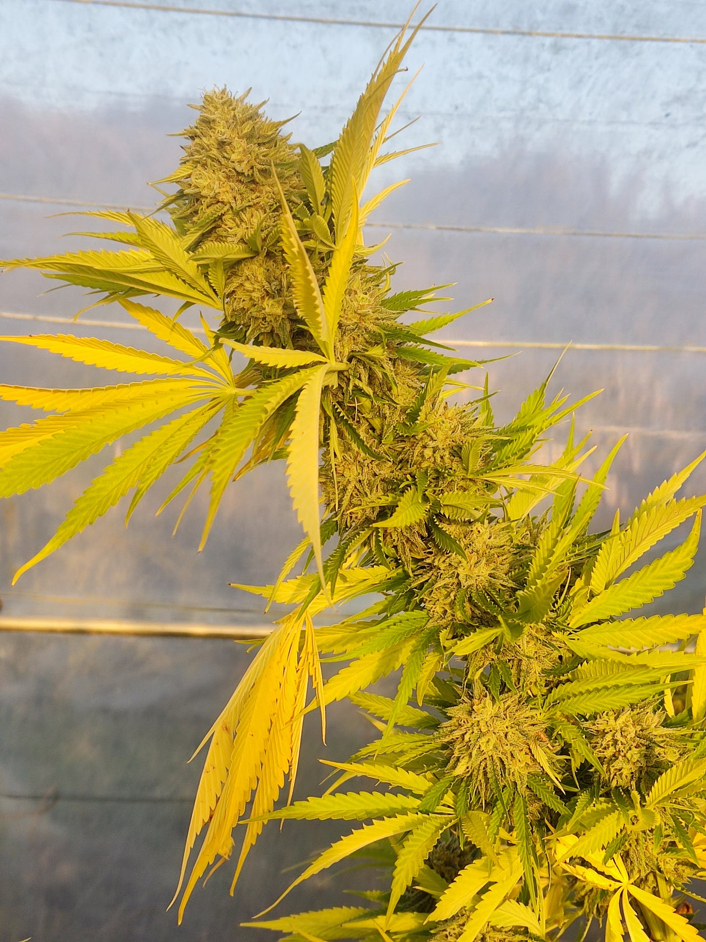 White Widow CBG