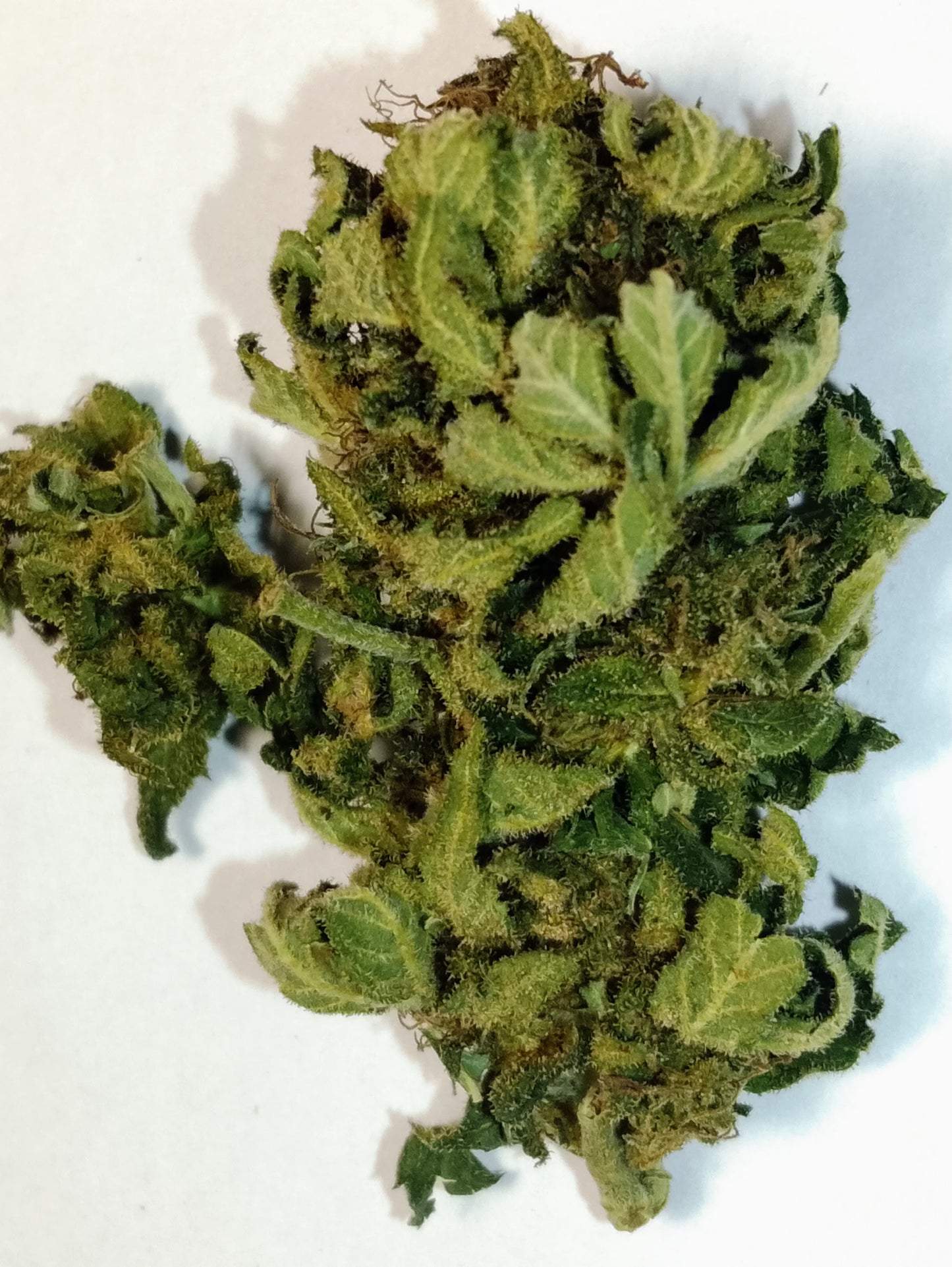 Mango Haze CBD