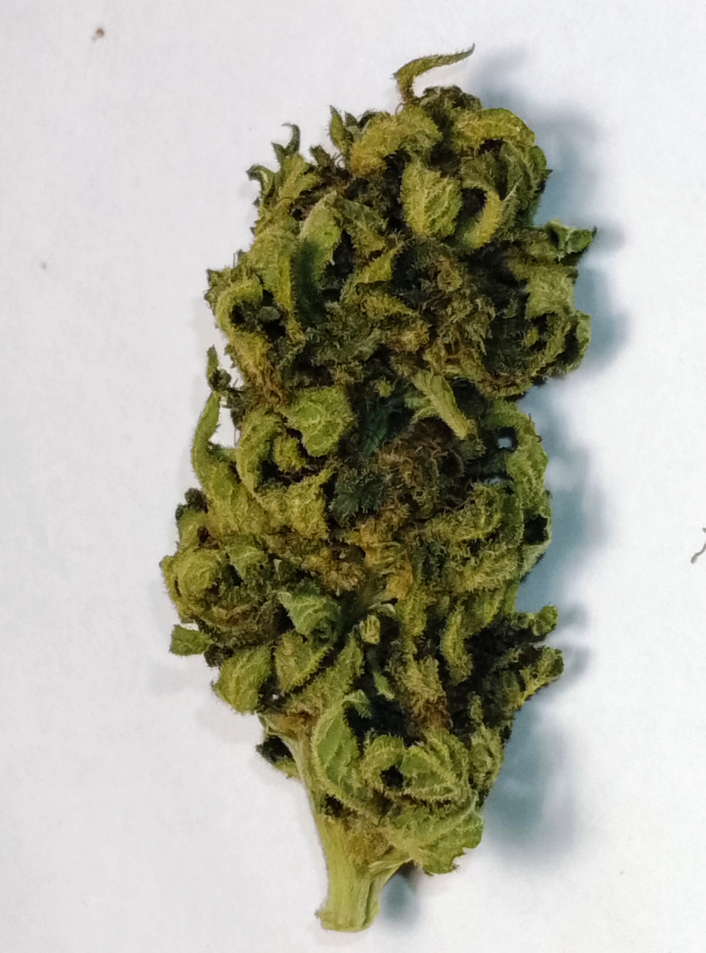 Masterkush CBD
