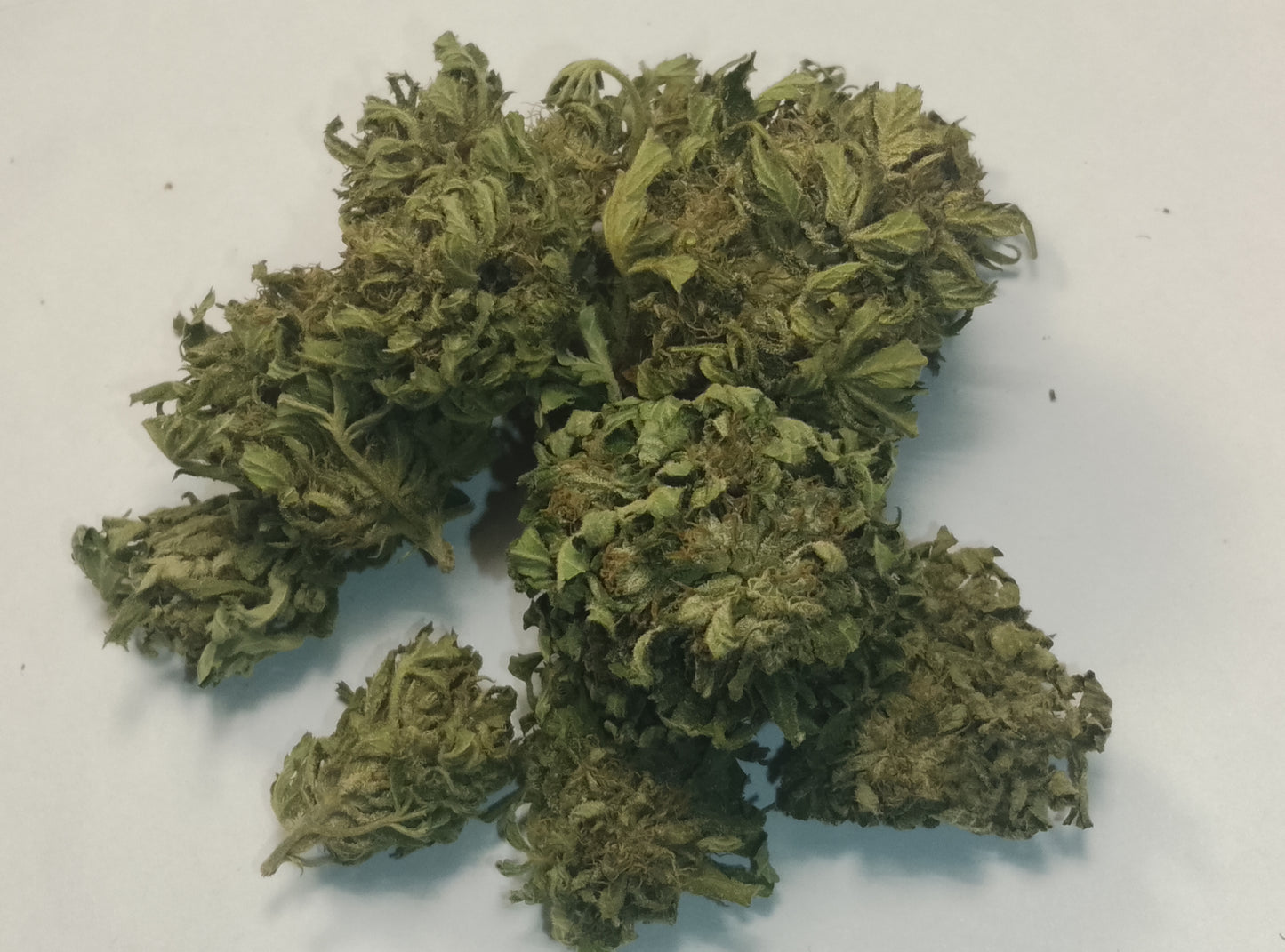 "Fleur de chanvre CBG Green Haze, tête outdoor, culture sol vivant bio conversion, Bretagne"
