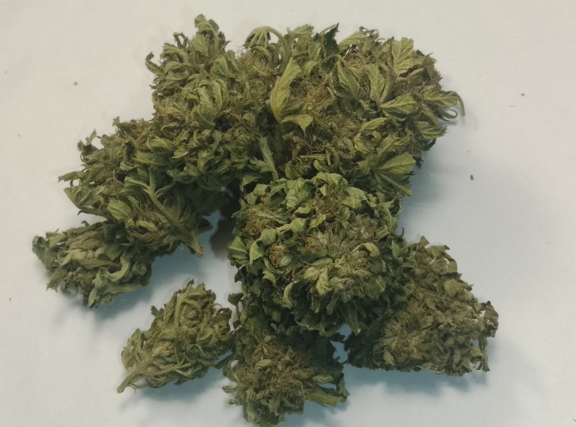 "Fleur de chanvre CBG Green Haze, tête outdoor, culture sol vivant bio conversion, Bretagne"