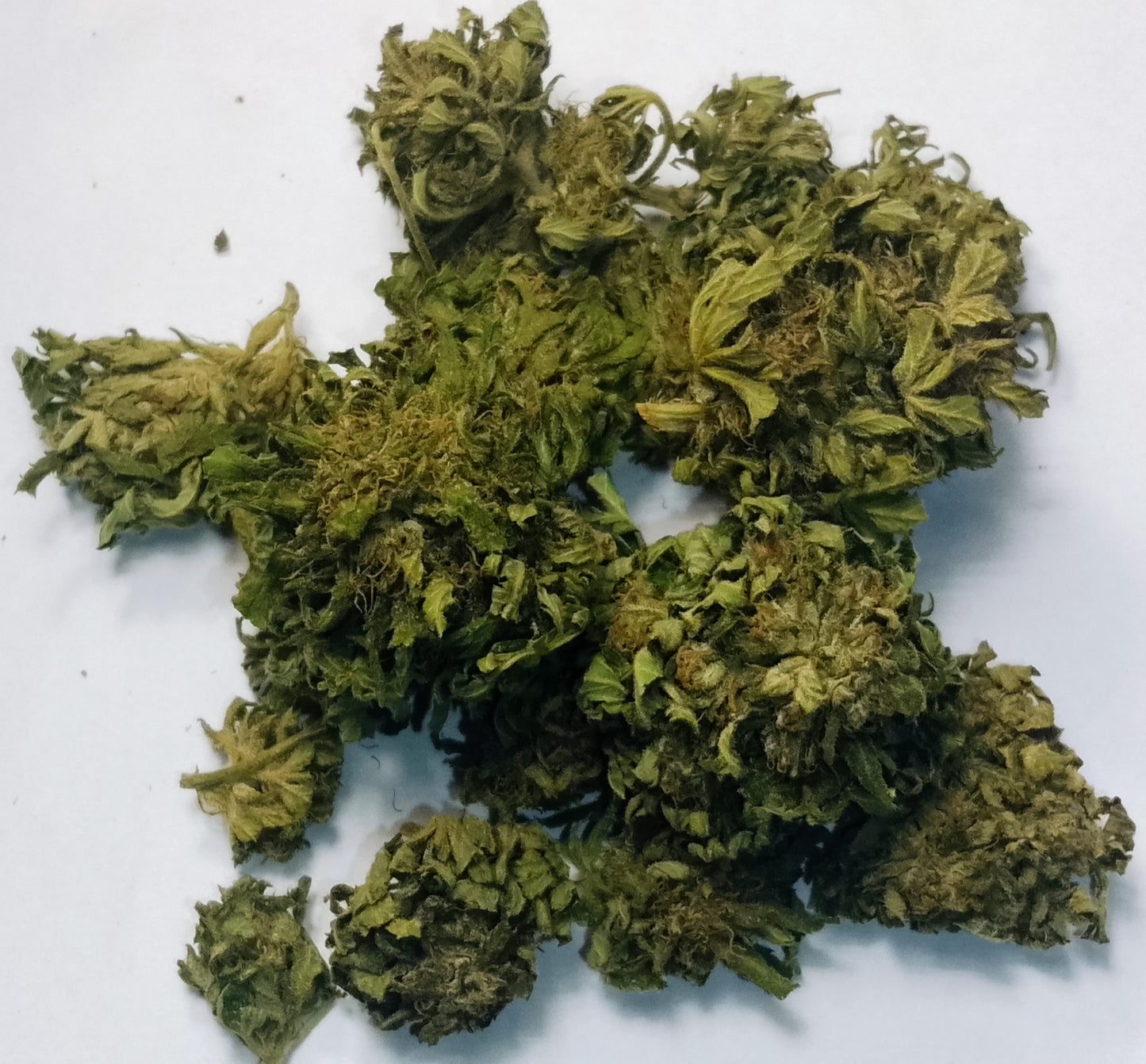 "Fleur de chanvre CBG Green Haze, tête outdoor, culture sol vivant bio conversion, Bretagne"