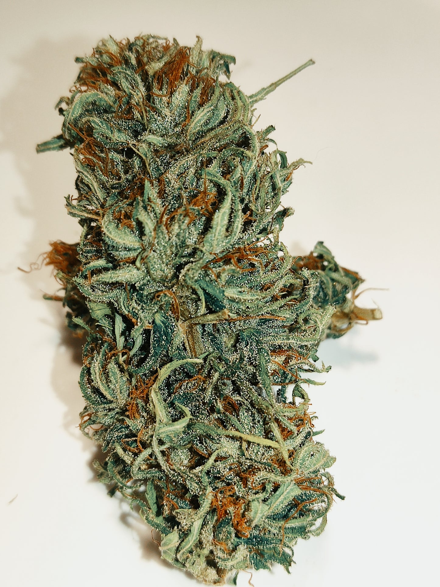 Fleur de chanvre CBD Durban, tête greenhouse vert résineuse aux pistils orangés et trichomes blancs, sur fond blanc