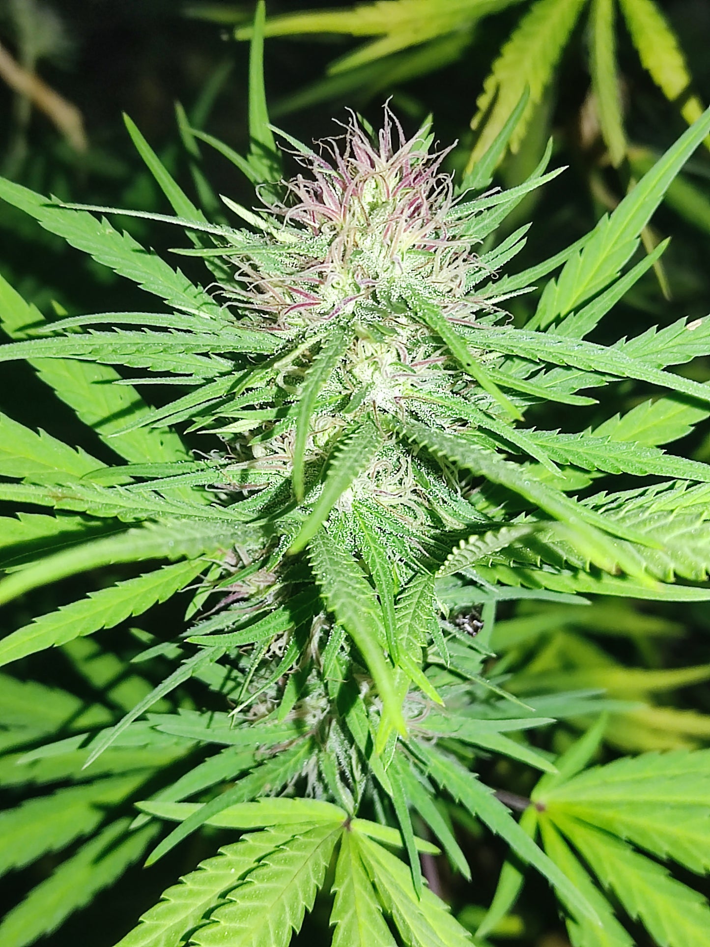Durban CBD/CBDV