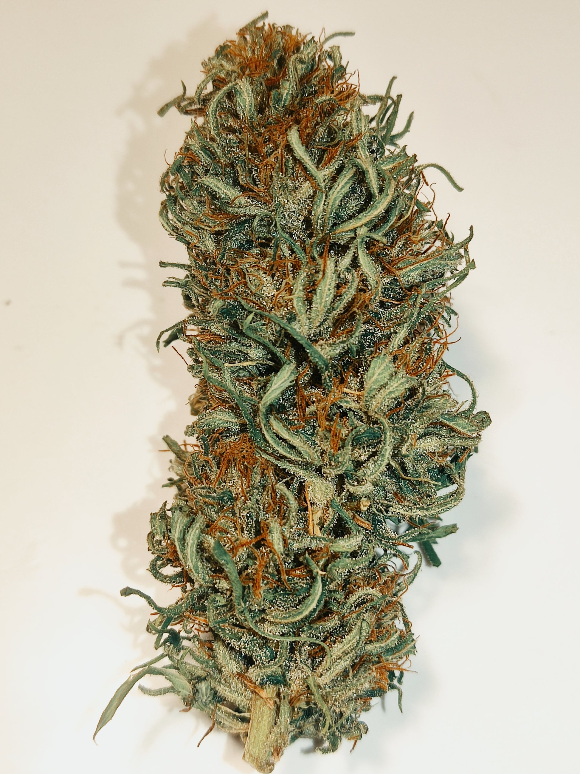 Fleur de chanvre CBD Skunk, tête greenhouse vert résineuse aux pistils orangés et trichomes blancs, sur fond blanc