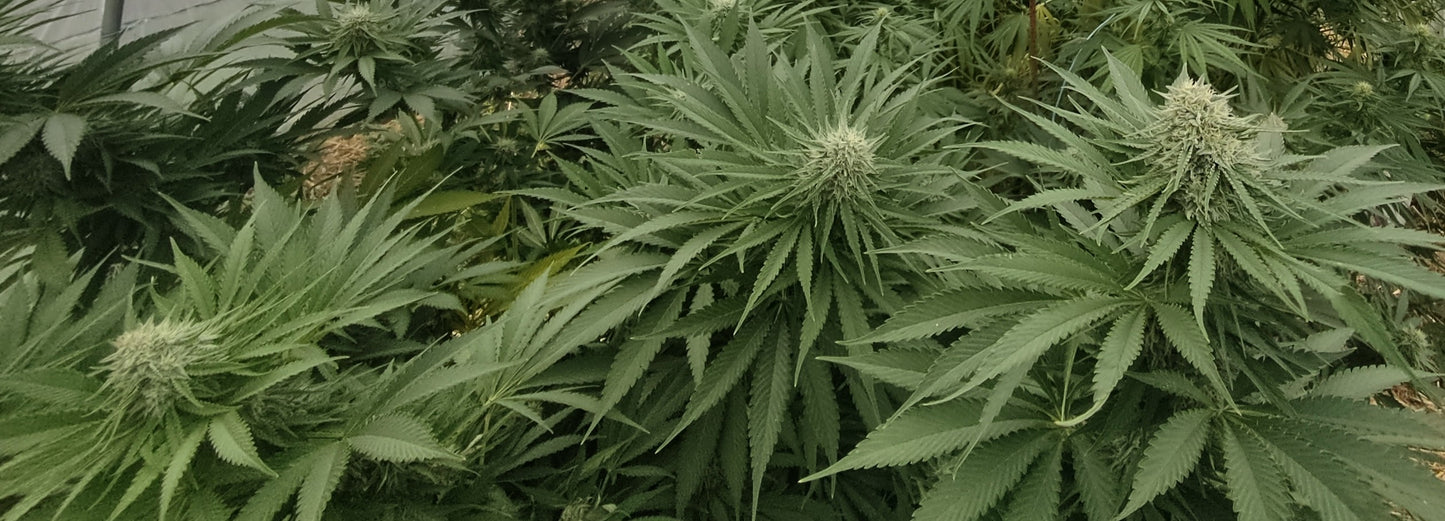 White Widow CBG