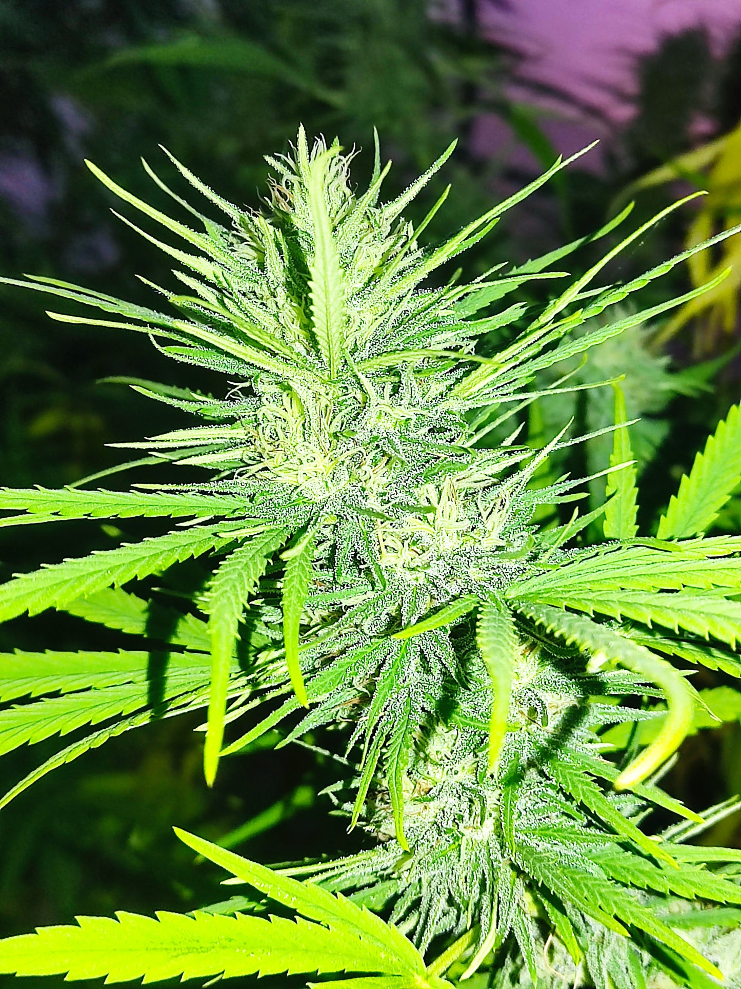Skunk CBD/CBDV