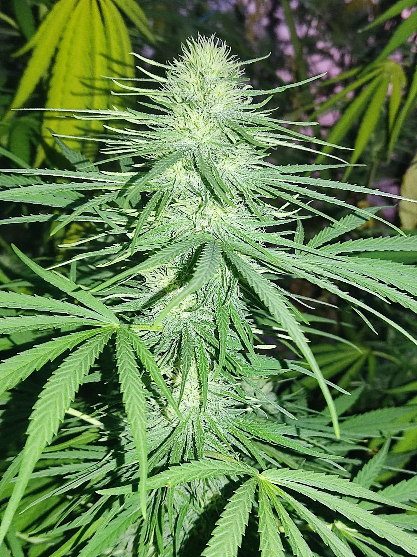 Skunk CBD/CBDV